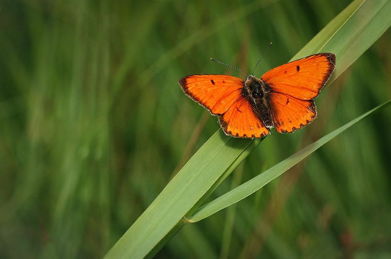Grote vuurvlinder ♂