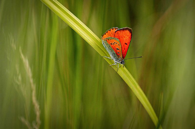 Grote vuurvlinder ♂
