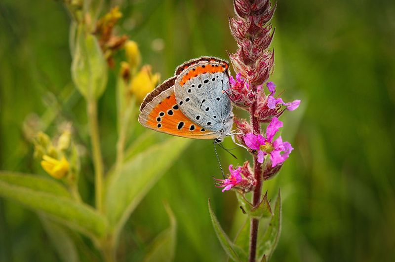 Grote vuurvlinder (Lycaena dispar)