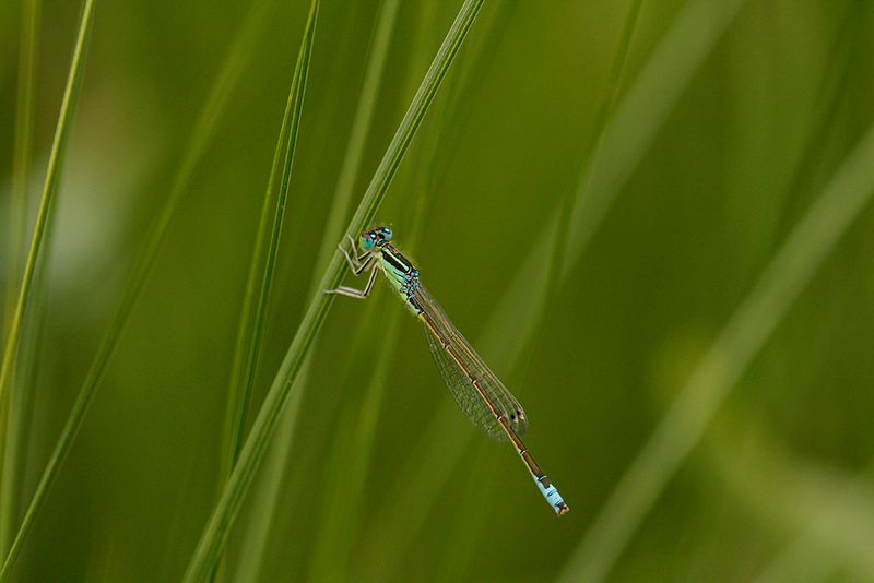 Tengere grasjuffer - Ischnura pumilio