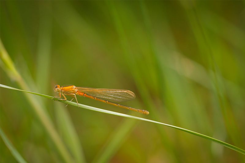 Tengere grasjuffer - Ischnura pumilio