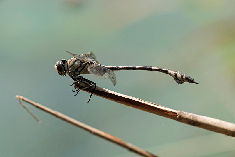 Vaandeldrager - Lindenia tetraphylla