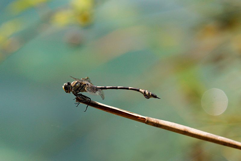 Lindenia tetraphylla ♂  - Vaandeldrager