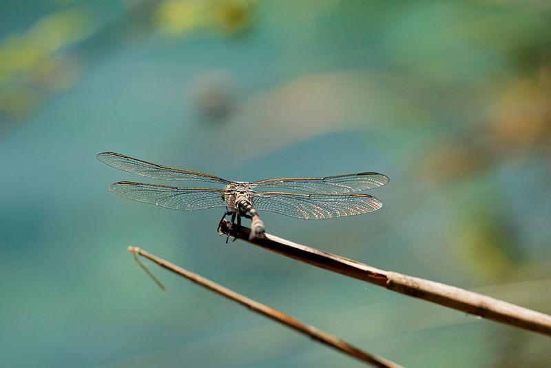 Lindenia tetraphylla ♂  - Vaandeldrager