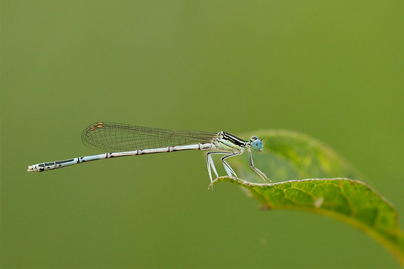 Blauwe breedscheenjuffer -Platycnemis pennipes