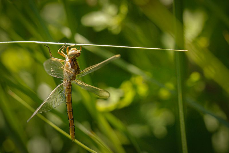 Zuidelijke oeverlibel ♀