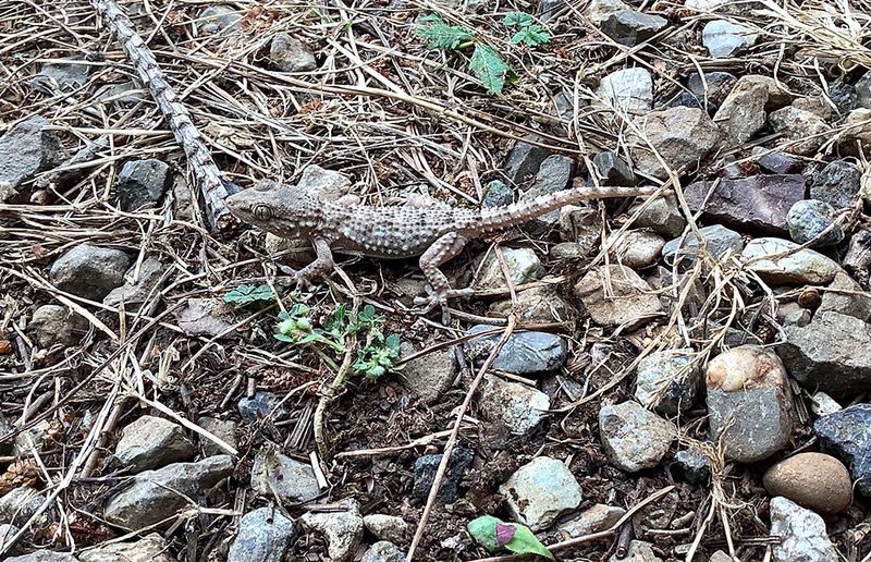 Muurgekko - Tarentola mauritanica