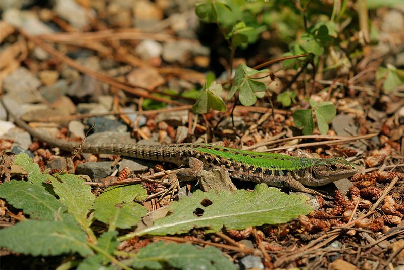 Ruinehagedis- Podarcis siculis