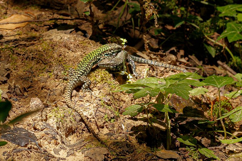 Italiaanse muurhagedis- Podarcis muralis nigriventris