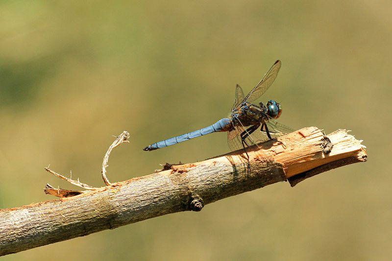 Beekoeverlibel, Keeled Skimmer  ♂