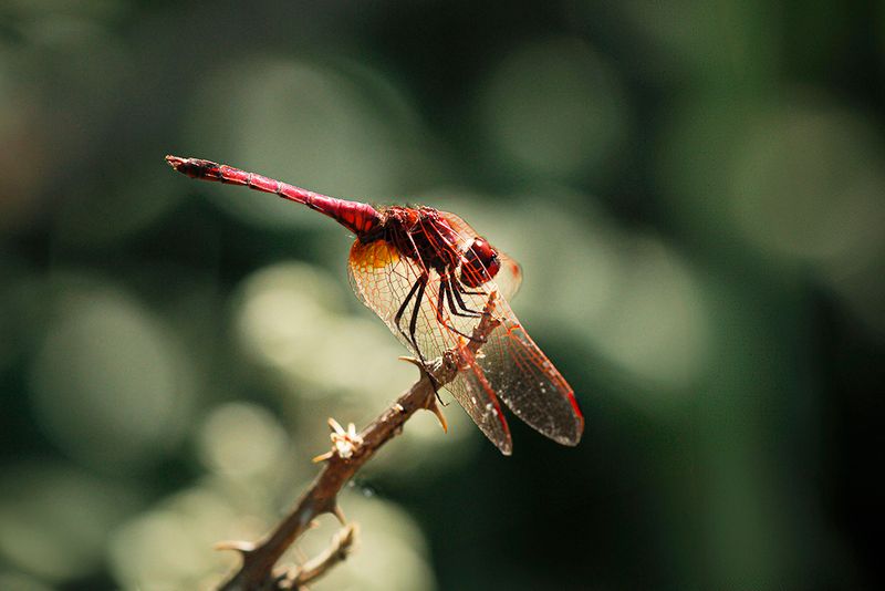 Purperlibel - Trithemis annulata