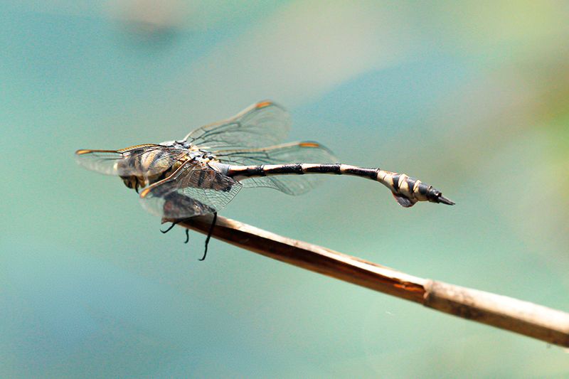 Lindenia tetraphylla ♂  - Vaandeldrager