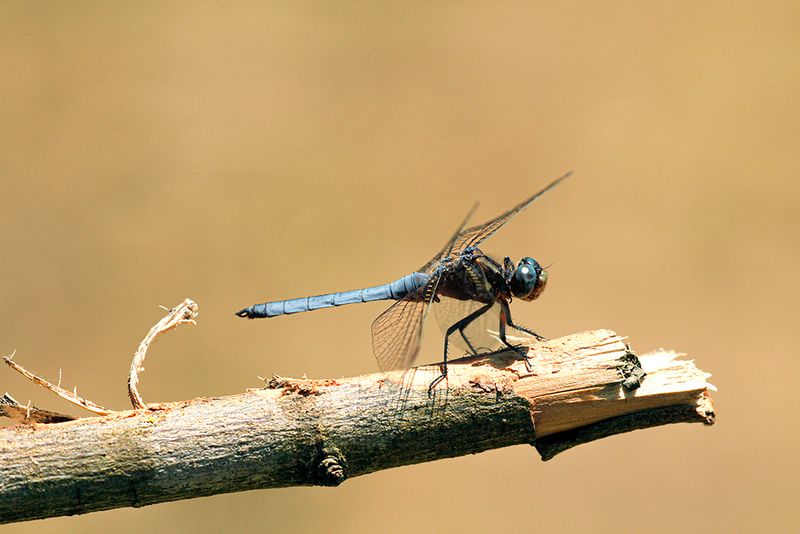 Beekoeverlibel, Keeled Skimmer  ♂