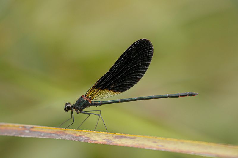 Koperen beekjuffer -Calopteryx haemorrhiodalis ♂