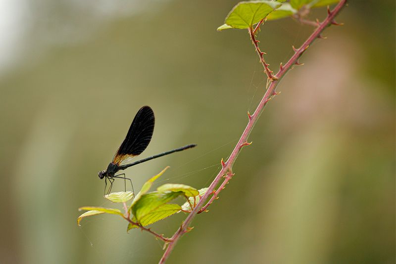 Koperen beekjuffer -Calopteryx haemorrhiodalis ♂
