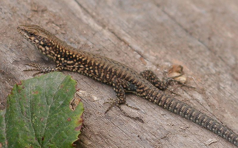 REPTIELEN AMFIBIEEN SOORTEN