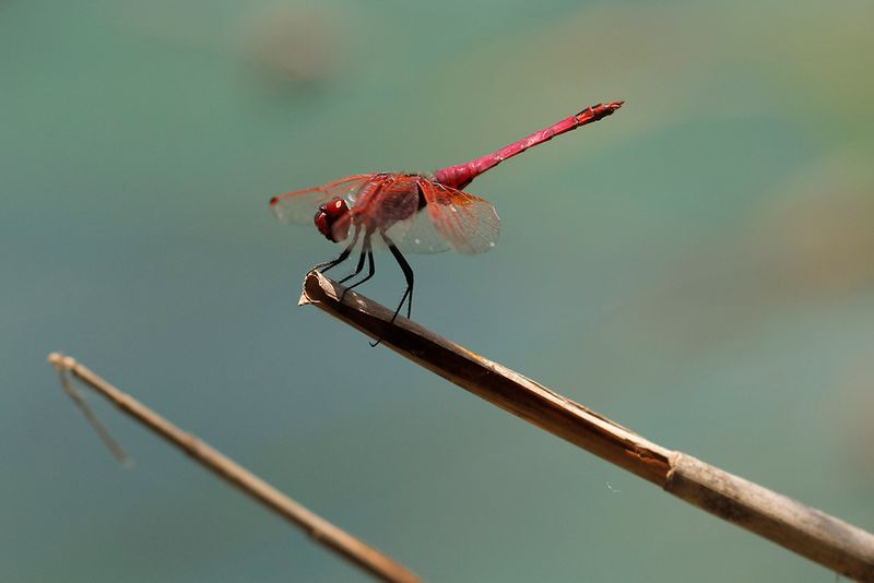 Purperlibel - Trithemis annulata ♂