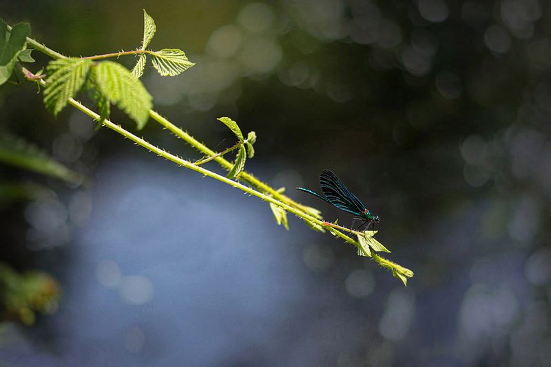 Bosbeekjuffer - Calopteryx virgo