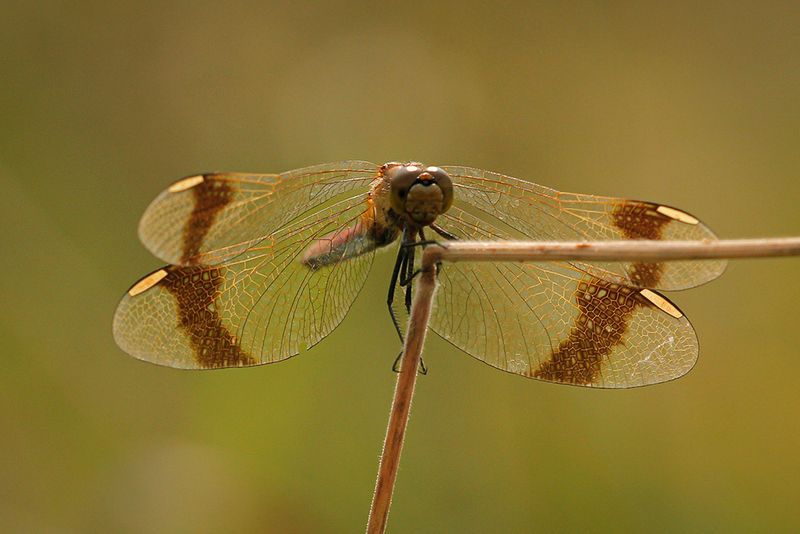 Bandheidelibel ♀
