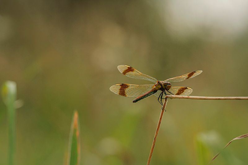 Bandheidelibel ♀