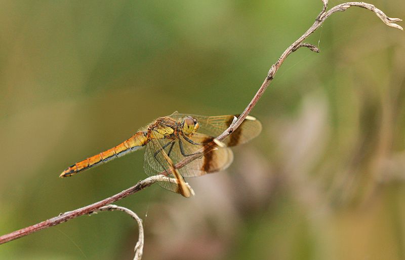 Bandheidelibel ♀