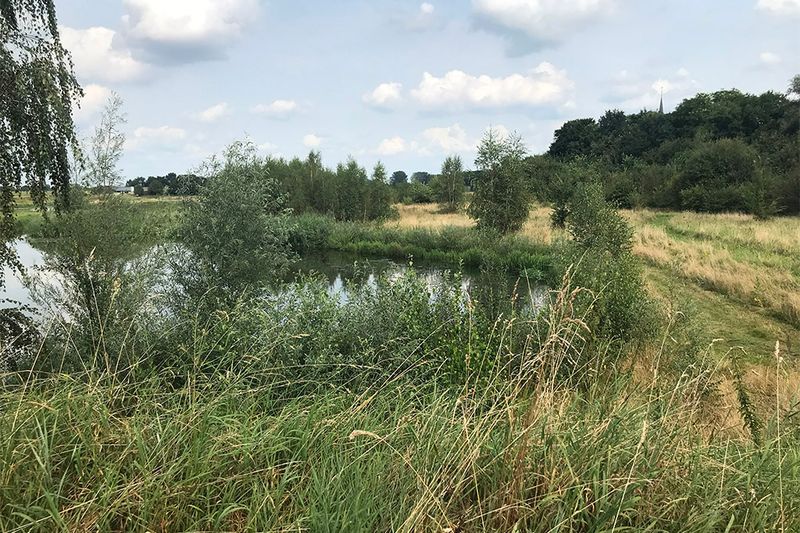 Habitat bandheidelibel