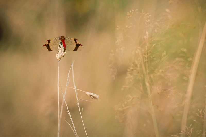 Bandheidelibel - Sympetrum pedomontanum