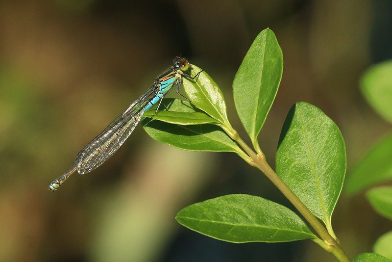 Kleine roodoogjuffer - Erythromma viridulum
