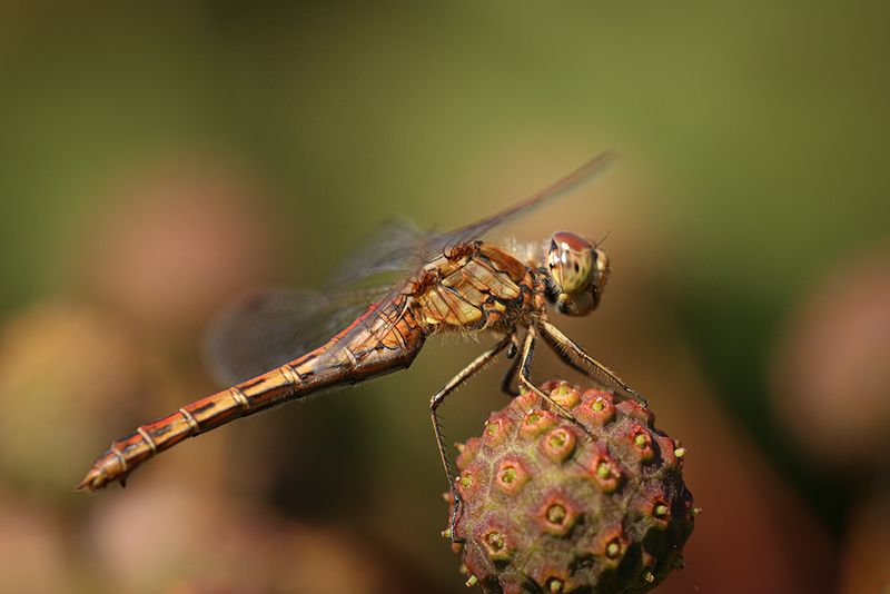 Steenrode heidelibel (Sympetrum vulgatum)