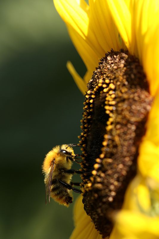  akkerhommel 