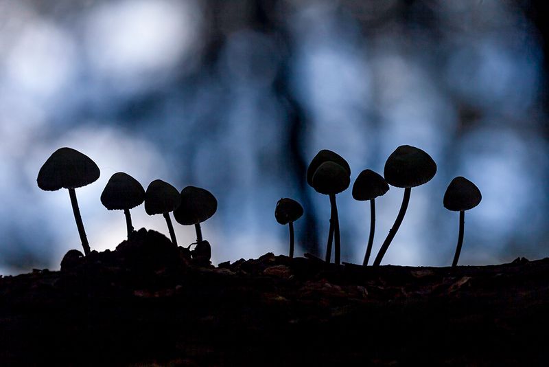 Paddenstoelen