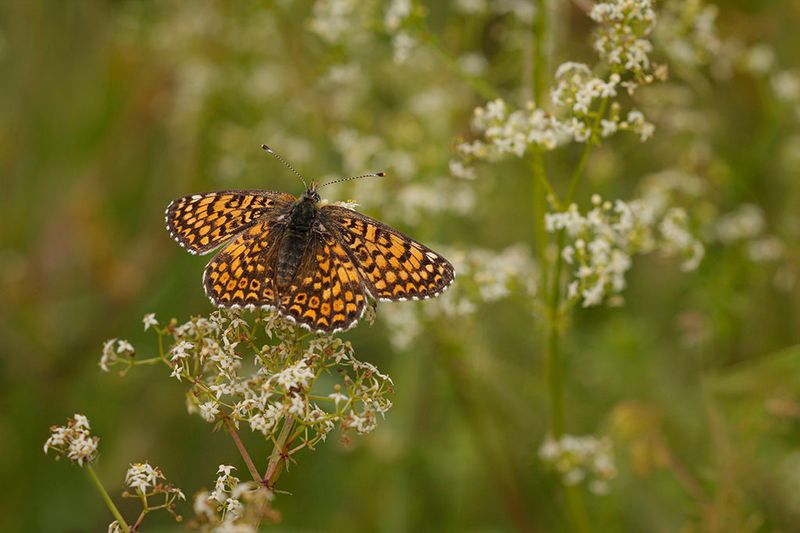 Veldparelmoervlinder -Melitaea cinxia