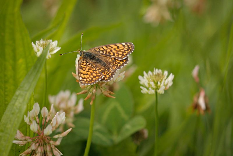 Veldparelmoervlinder -Melitaea cinxia