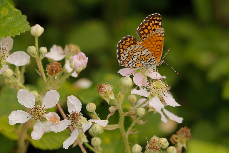 Veldparelmoervlinder -Melitaea cinxia