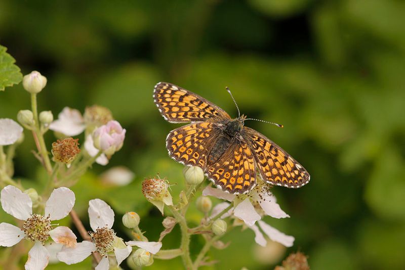 Veldparelmoervlinder -Melitaea cinxia