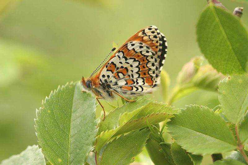 Veldparelmoervlinder -Melitaea cinxia