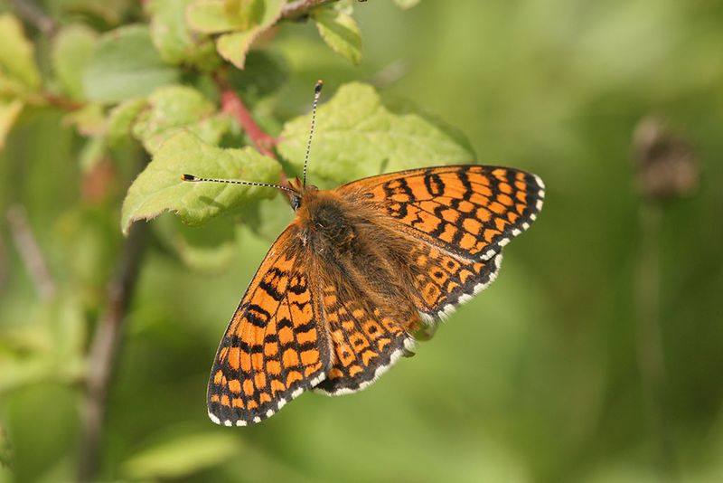 Veldparelmoervlinder -Melitaea cinxia