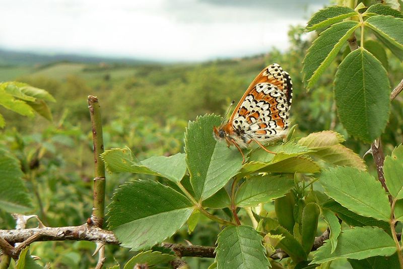 Veldparelmoervlinder -Melitaea cinxia