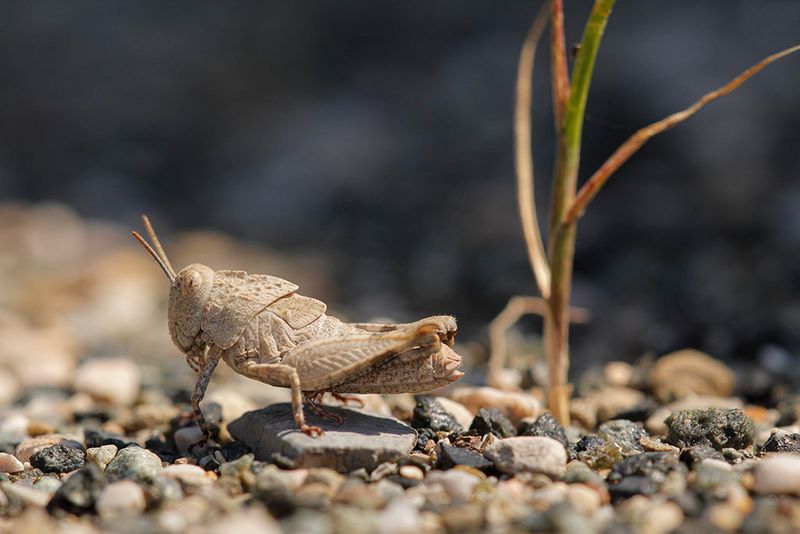 Blauwvleugelsprinkhaan - Oedipoda caerulescens