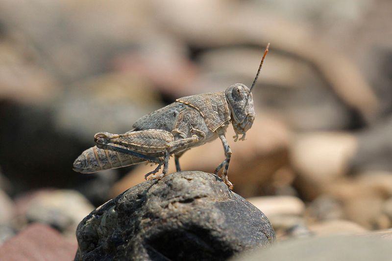 Kiezelsprinkhaan - Sphingonotus caerulans
