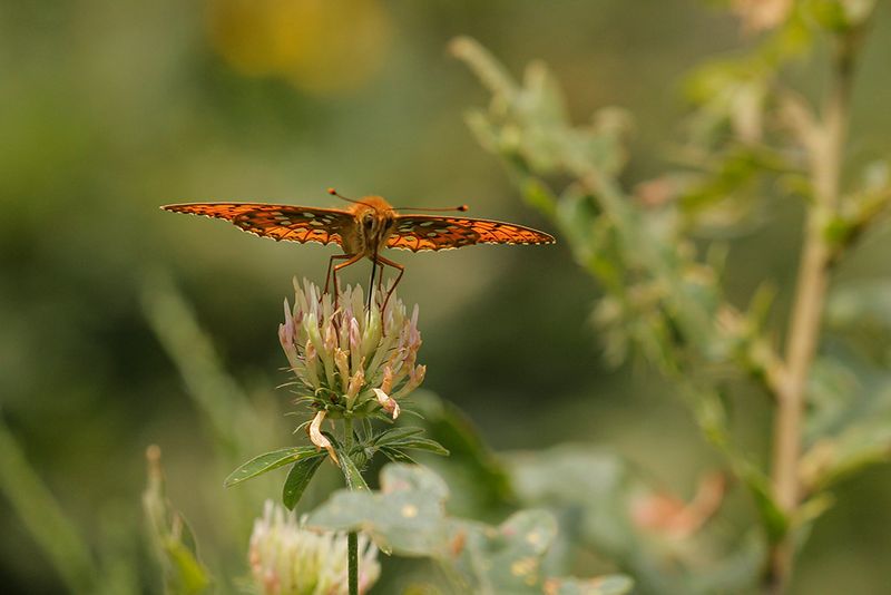 Grote parelmoervlinder