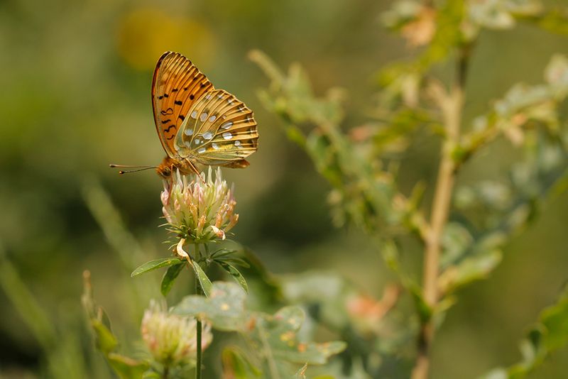 Grote parelmoervlinder (Argynnis aglaja)