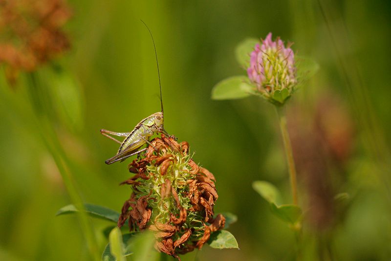 Greppelsprinkhaan - Roeseliana roeselii