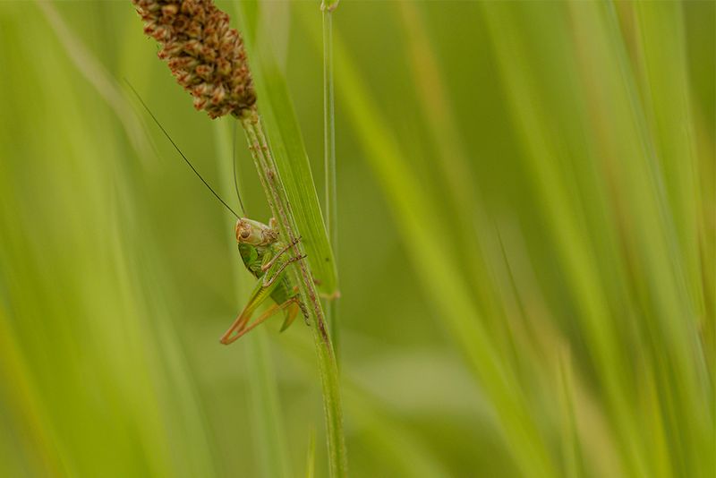 Greppelsprinkhaan - Roeseliana roeselii