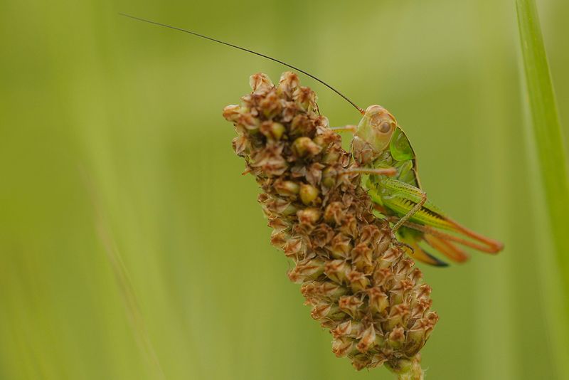 Greppelsprinkhaan - Roeseliana roeselii