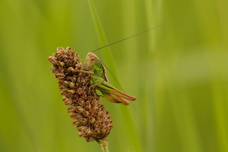 Greppelsprinkhaan - Roeseliana roeselii