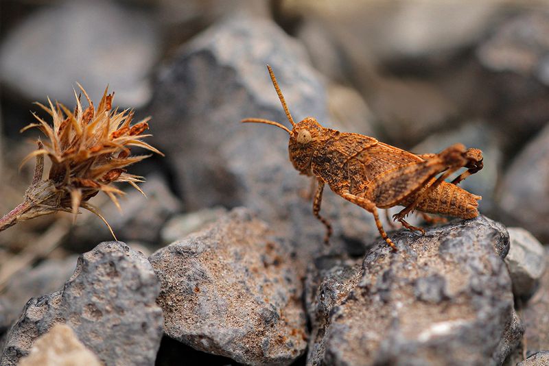 Blauwvleugelsprinkhaan - Oedipoda caerulescens