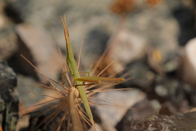 Gewone neussprinkhaan - Acrida Ungarica