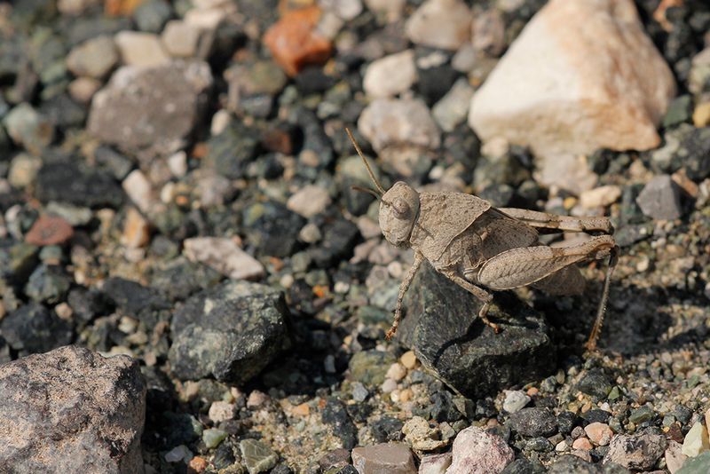 Blauwvleugelsprinkhaan - Oedipoda caerulescens