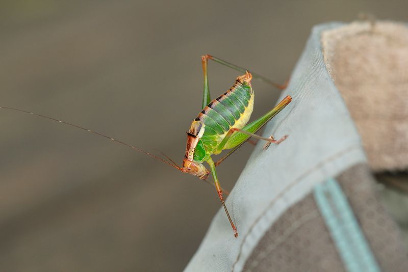 Metaplastes pulchripennis - Italiaanse bonte sabelsprinkhaan